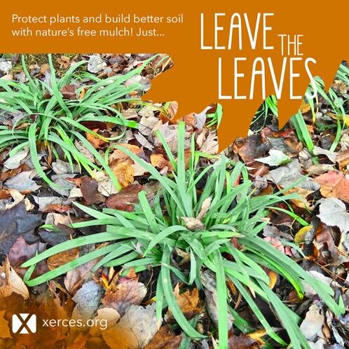 Natives leaves.jpg